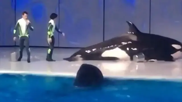 'Video thumbnail for Hugo The Orca - The Tragic Tale Of An That Took It's Own Life'