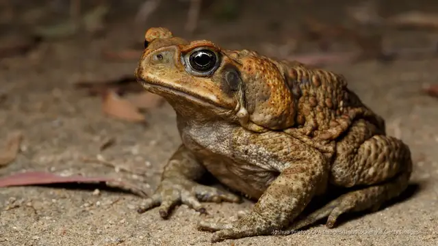 'Video thumbnail for Bioengineered cannibal toads may help combat an invasive species in Australia'