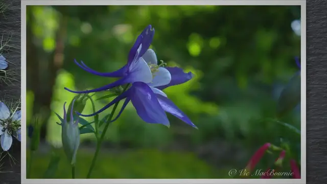 'Video thumbnail for Blooming Beauty: Unveiling the Secrets of Rocky Mountain Columbines for Passionate Gardeners'