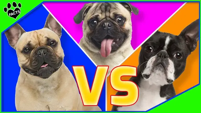 'Video thumbnail for Dog vs. Dog: The French Bulldog vs. the Boston Terrier vs. the Pug - Which One Is Best for You?'