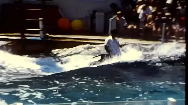 'Video thumbnail for The Tragic Tale of a Orca That MAULED Sea World Trainer Annette Eckis'