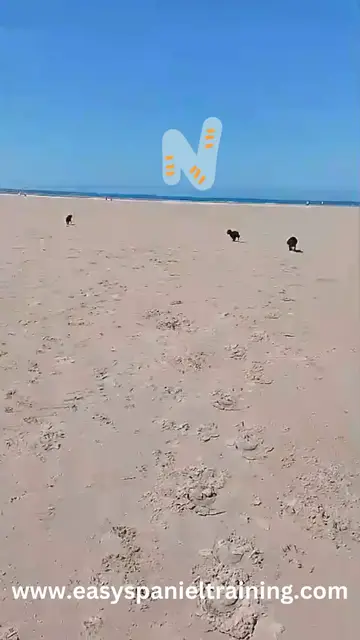'Video thumbnail for Cocker spaniels playing at the sunny beach'