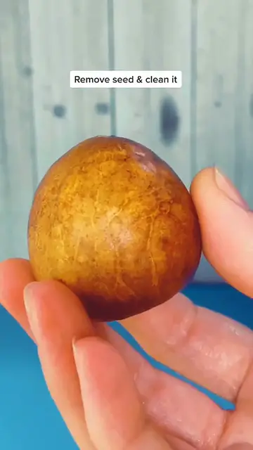 'Video thumbnail for How To grow a mini avocado tree'