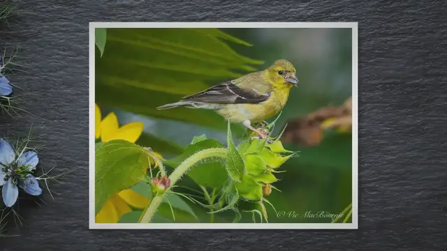 'Video thumbnail for Fields of gold: A day with the sunflowers and goldfinches'