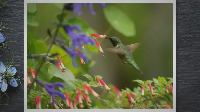 'Video thumbnail for Transform Your Outdoor Oasis: Expert Landscaping Tips for Your Front and Back Yards'