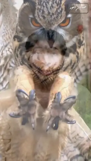 'Video thumbnail for حلم البومه  تفسير رؤيه البومه'