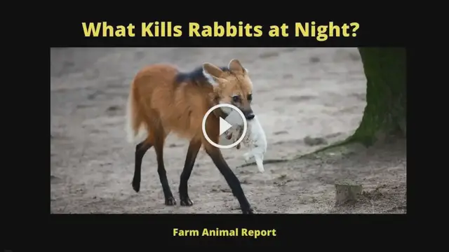 'Video thumbnail for 17 Predators: What Kills Rabbits at Night'