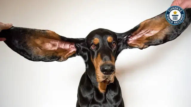'Video thumbnail for Meet Lou, The dog with the world's longest ears'