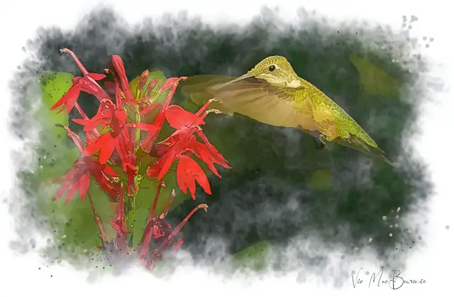 'Video thumbnail for Unveiling the Secrets: How to Make Nectar for Hummingbirds and Attract Them with Ease!'