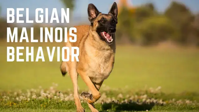 'Video thumbnail for Belgian Malinois behaviour'