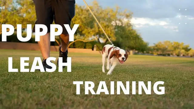 'Video thumbnail for How to train leash walking'