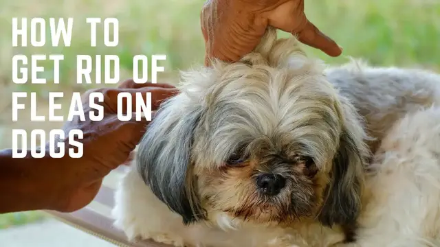 'Video thumbnail for How to Get Rid of Fleas on Dogs'