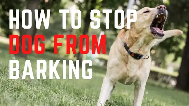 'Video thumbnail for How to stop dogs from barking'