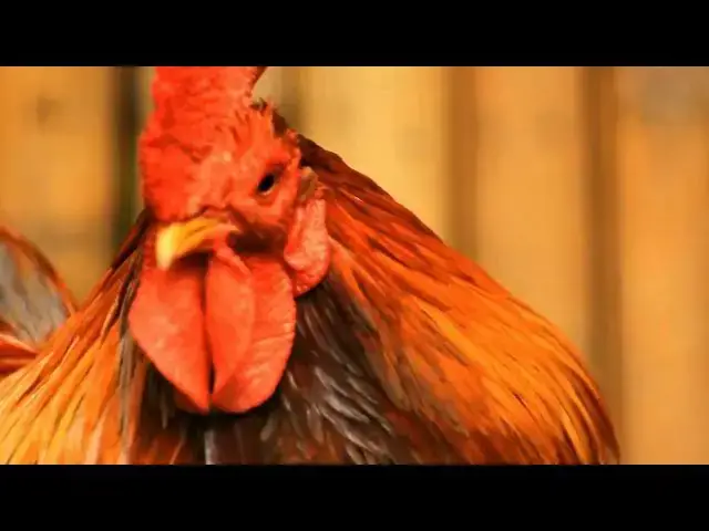 'Video thumbnail for "Chicken Coop Ventilation DIY: 20 Ways to Boost Airflow Efficiency"'