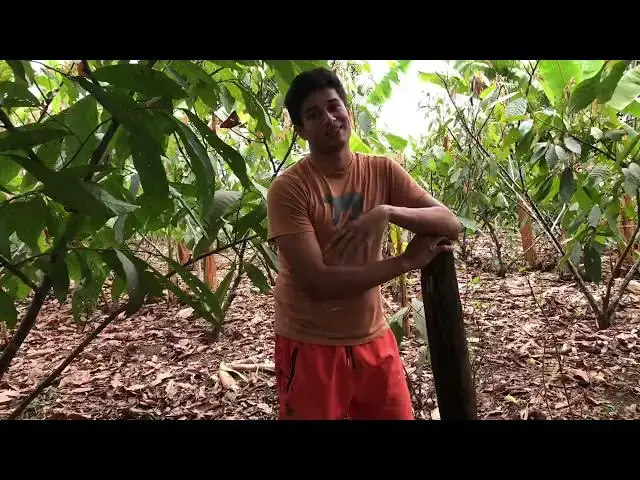 'Video thumbnail for Con esto comer谩s mangos sin gusanos'
