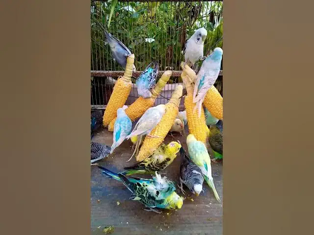 'Video thumbnail for Toller Rufton für Wellensittiche, der ihn glücklich macht!!! #Vögel #Liebe #Papagei #lustig  #vogel'