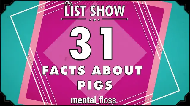 'Video thumbnail for 31 Facts About pigs'