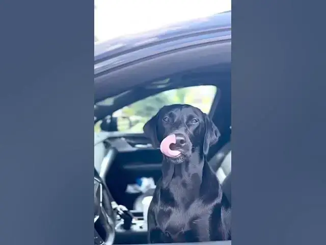 'Video thumbnail for Driving Dog stopped by police #doggo #smartdog #puppylife #blacklabrador #labradorretriever'