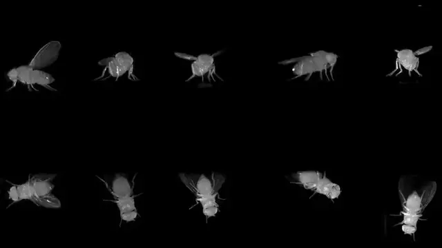 'Video thumbnail for She scares fruit flies for a living. Here’s why.'