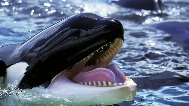 'Video thumbnail for Killer Whale - The True Apex Predator Of The Ocean'