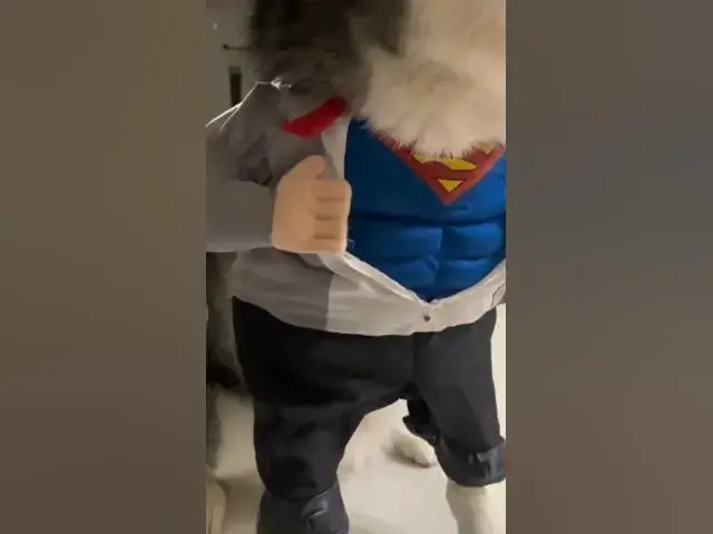 'Video thumbnail for Suppawdog #superdogs #superheros #dogsofyoutube #costumedog #fancydog'