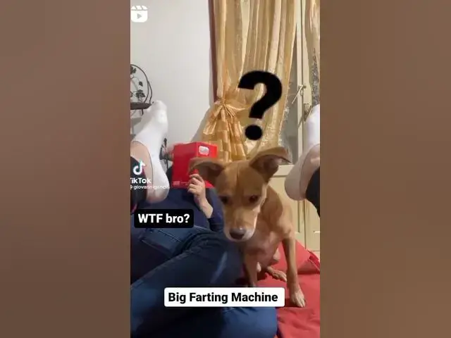 'Video thumbnail for Dogs and farts! #dogfart #fart #happydogs #fartingdog #fartmachine #fartvideos'