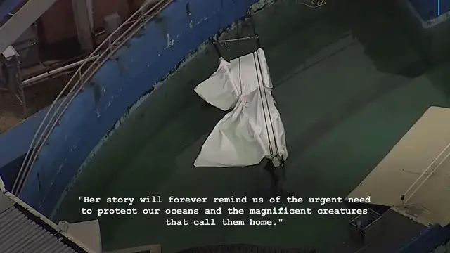 'Video thumbnail for The Horrific Truth behind Hugo and Lolita the Orcas: 2 Episode Special'
