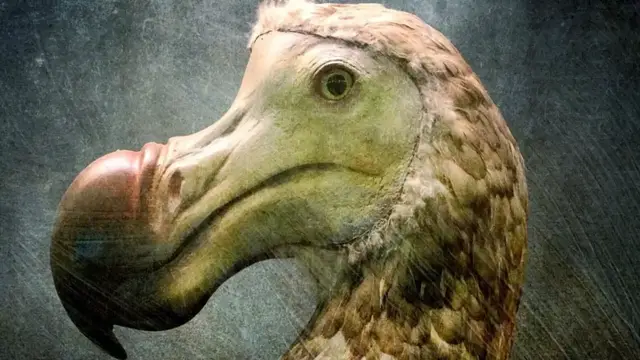 'Video thumbnail for Scientists Figured Out Why The Dodo Went Extinct'