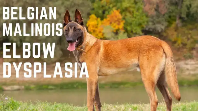 'Video thumbnail for Belgian Malinois Elbow Dysplasia'