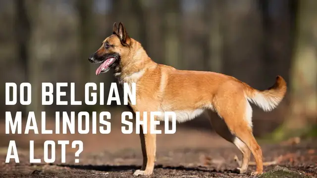 'Video thumbnail for Do Belgian Malinois shed a lot?'
