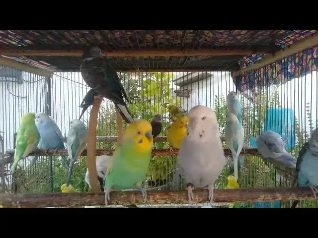 'Video thumbnail for Versteckspiel mit meinen Wellensittichen! 😂🐦 #Wellensittich #lustig #Verstecken #Papagei'