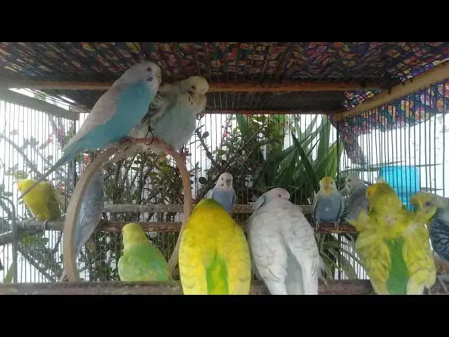 'Video thumbnail for 🦜 Wütender Papagei schreit sein Spiegelbild an! 🪞😆'