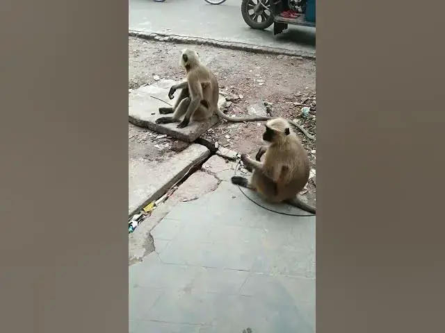 'Video thumbnail for মেহমান monkey in City #monkey #shovonthexplorer'