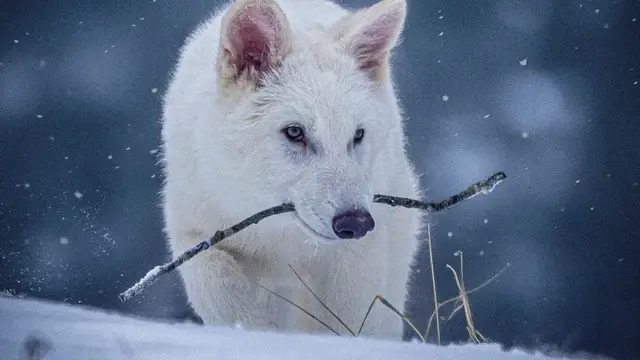 'Video thumbnail for Has the dire wolf come back to life?'