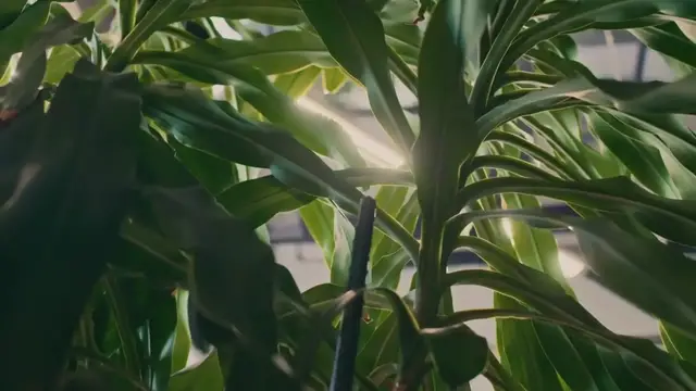 'Video thumbnail for Fiddle Leaf Fig Not Growing'