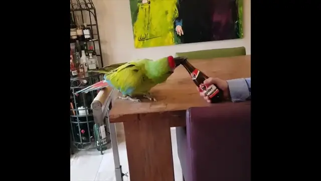 'Video thumbnail for Clever Bird! Parrot Uses Beak To Open Beer Bottle | Happily TV'