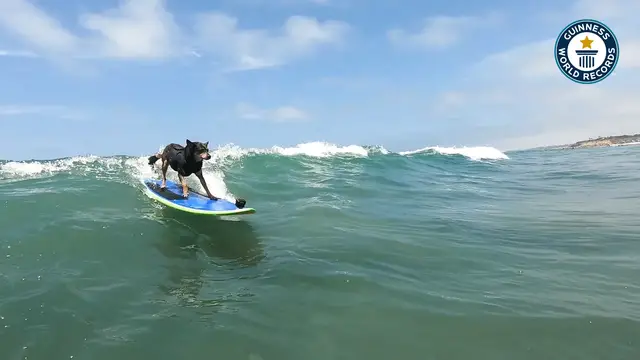 'Video thumbnail for Abbie the surfing dog, breaking waves and records'