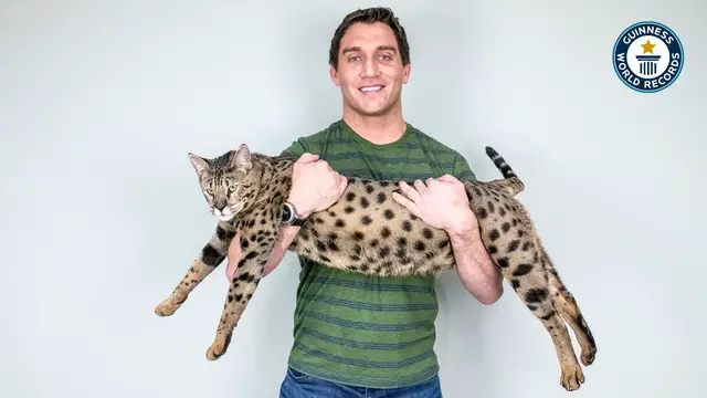 'Video thumbnail for Will Powers, Life with record-breaking cats'