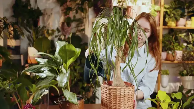 'Video thumbnail for Peace Lily Repotting Tutorial'
