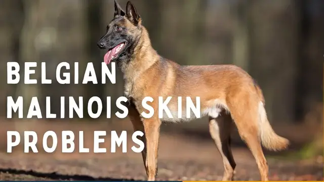 'Video thumbnail for belgian malinois skin problems'