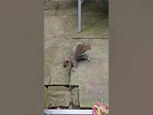 'Video thumbnail for A London squirrel #London #squirrel  #london🇬🇧 #londonnanture #londonsquirrel #lovelondon❤️'