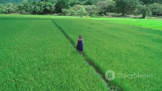 'Video thumbnail for Rainy Village Life in Paddy Fields – A Soothing Escape into Nature’s La 2025-05-27'