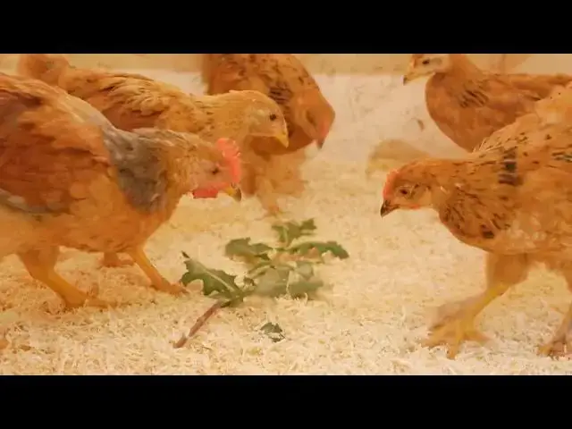 'Video thumbnail for The Pros and Cons of Mixing Chicken Breeds in Your Coop What You Need to Know'