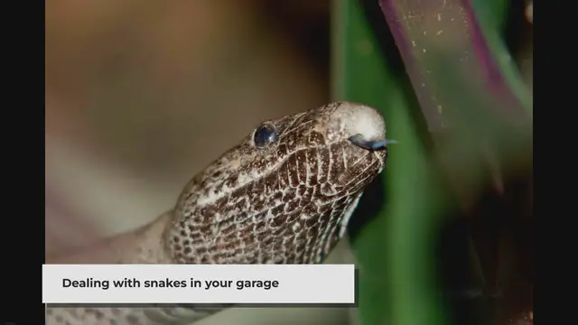 'Video thumbnail for How to Get a Snake Out of Your Garage | 6 Effective Steps'