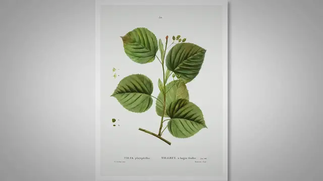 'Video thumbnail for Linden tree: A stalwart in our woodland garden'