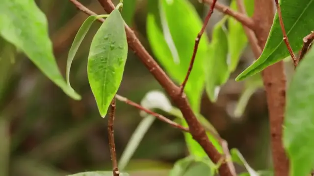 'Video thumbnail for Fiddle Leaf Fig Winter Care'