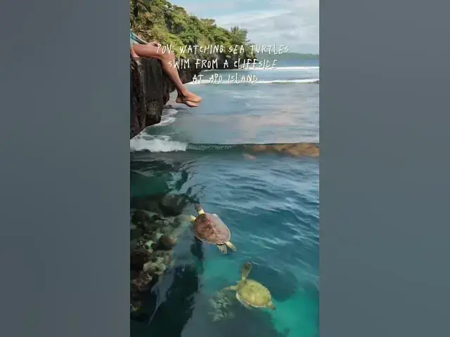 'Video thumbnail for POV: Sitting on a Cliff Watching Sea Turtles – Apo Island, PH'