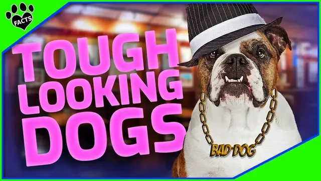 'Video thumbnail for 7 Tough-Looking Dog Breeds with Lovable Personalities: A Surprising Journey!'