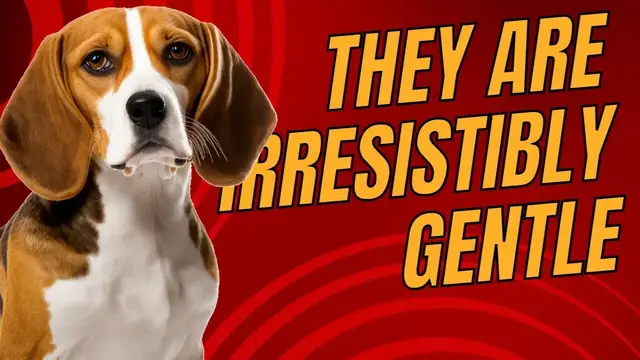'Video thumbnail for Top 7 Gentle and Sweet-Natured Small Dog Breeds for Families and Seniors'