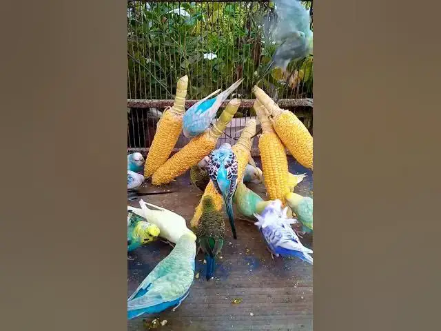 'Video thumbnail for Toller Rufton für Wellensittiche, der ihn glücklich macht!!! #Vögel #Liebe #Papagei #lustig  #vogel'